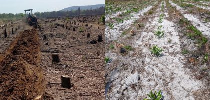 Replanting
